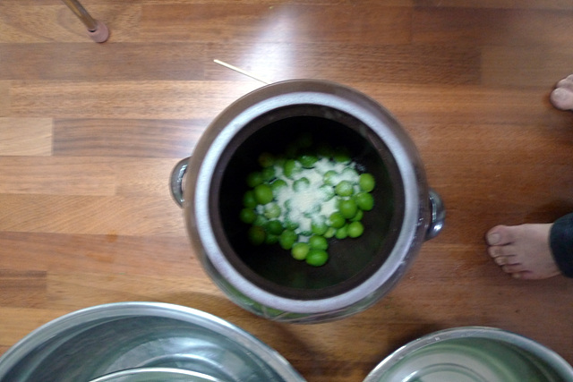 P1000630.jpg : 매실액기스 P1000630.jpg : 매실액기스